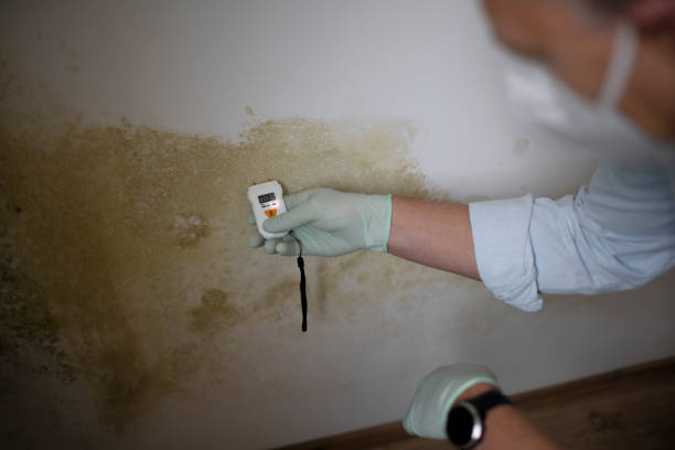 Best Mold Damage Repair  in Monona, IA